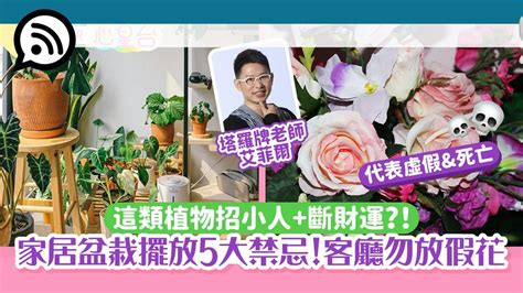 假花放客廳|客廳盆栽注意！5禁忌「假花、帶刺」恐衰整年…快選。